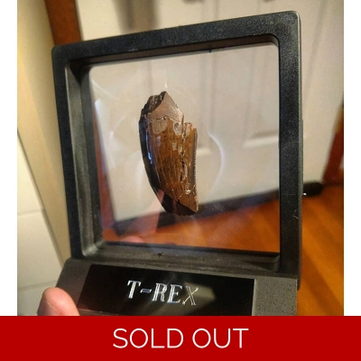 Big Tyrannosaurus Rex Premax Tooth Fossil With Feeding Wear Big Tyrannosaurus Rex Premax Tooth Fossil With Feeding Wear